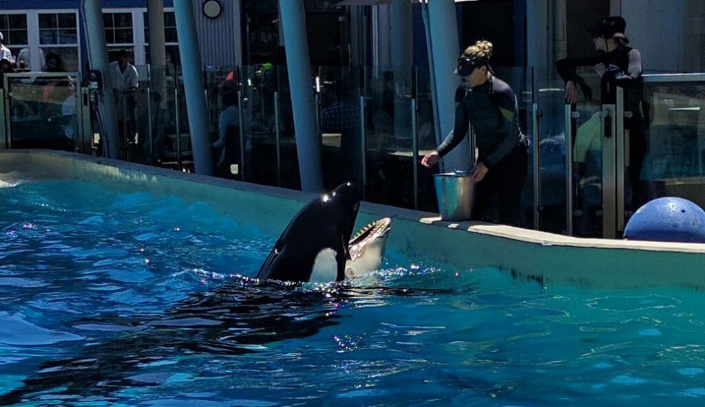 Kasatka, the Orca whale at the San Diego Zoo.