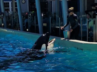 Kasatka being fed at SeaWorld