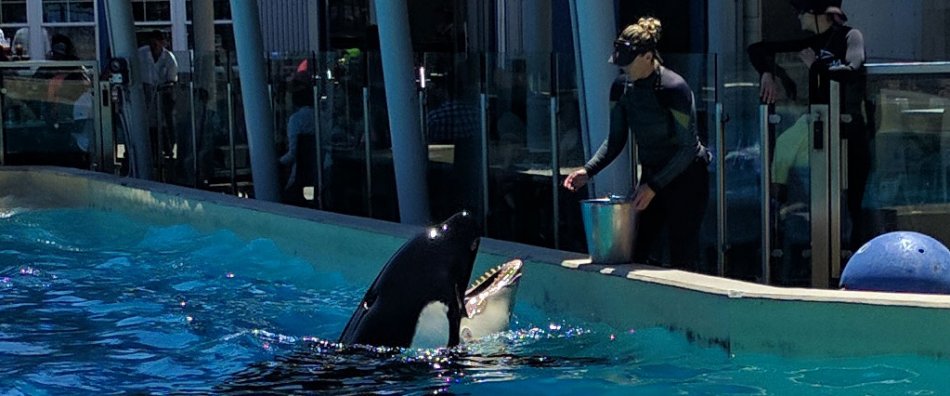 Kasatka being fed at SeaWorld