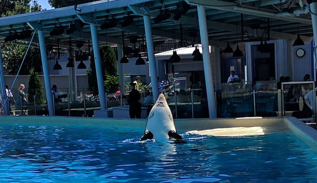 A polar bear in a zoo swimming in a pool.