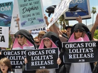 Orcas For Lolita's Release demonstration