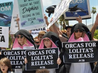 Orcas For Lolita's Release demonstration