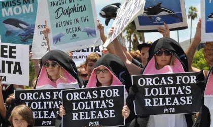 Orcas For Lolita's Release demonstration