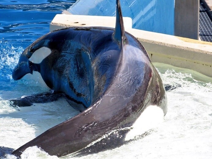 makani, orphaned orca, kasatka dead, seaworld san diego, orca aggression, rake marks