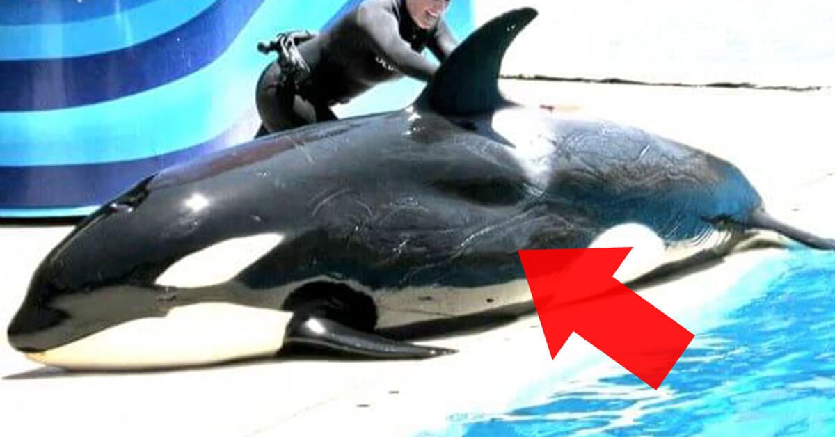 Orcas Seaworld Attack