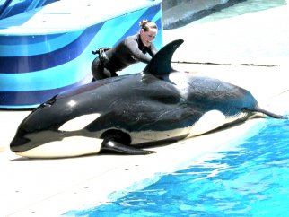 SeaWorld staffer attempting yo move injured orca Makani back into the water
