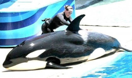 SeaWorld staffer attempting yo move injured orca Makani back into the water