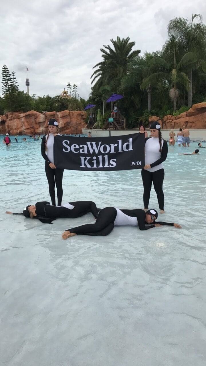A group of penguins in a pool holding a banner that says seaworld kills.