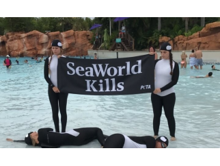 Protesters in pool holding "SeaWorld Kills" banner