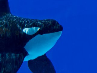 Orca Ulises in a SeaWorld tank