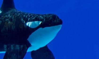 A black and white orca whale named Ulises is swimming in the water.