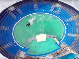 An aerial view of an orca named Lolita swimming in her tiny tank at the Miami Seaquarium