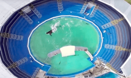 An aerial view of an orca named Lolita swimming in a pool.