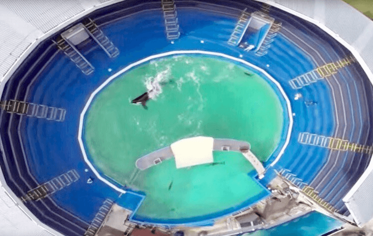 An aerial view of an orca named Lolita swimming in a pool.