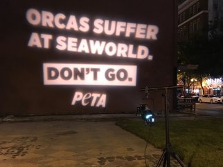 PETA projects an anti-SeaWorld message onto the side of a building