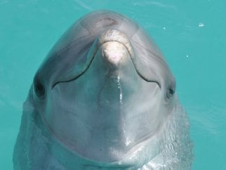 image of a dolphin in a tank at a marine park