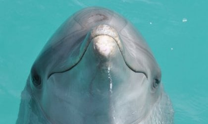 image of a dolphin in a tank at a marine park