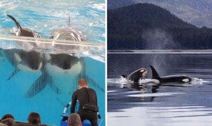 orcas in SeaWorld tanks vs. orcas swimming freely in the ocean