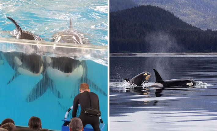 Two breathtaking pictures showcasing orca whales, captivating both viewers and nature enthusiasts alike, as they observe these magnificent creatures in their natural habitat.