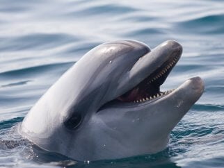 A close up of a dolphin with its mouth open.