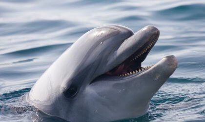 A close up of a dolphin with its mouth open.