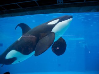 an orca in a tiny tank at SeaWorld