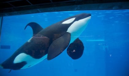 an orca in a tiny tank at SeaWorld