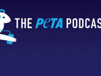 The peta podcast logo with a rabbit and headphones.