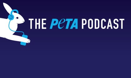 The peta podcast logo with a rabbit and headphones.
