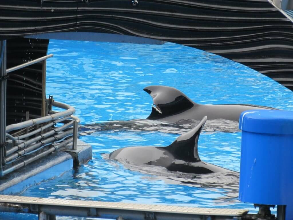 Katina, a majestic orca whale, gracefully swims alongside another in a pool.