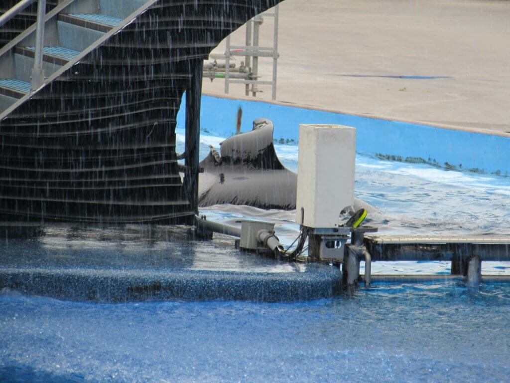 A man is standing next to a whale named Katina in a zoo.