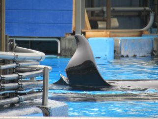 an image of orca Katina's injured dorsal fin at SeaWorld Orlando