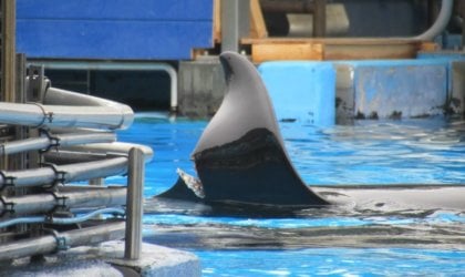 an image of orca Katina's injured dorsal fin at SeaWorld Orlando