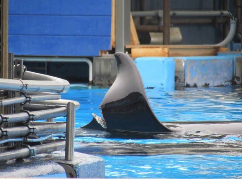 an image of orca Katina's injured dorsal fin at SeaWorld Orlando