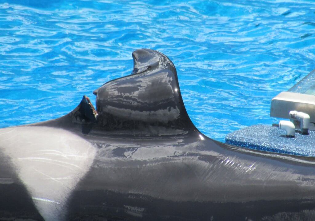 A black and white whale named Katina gracefully swims in a deep blue pool.