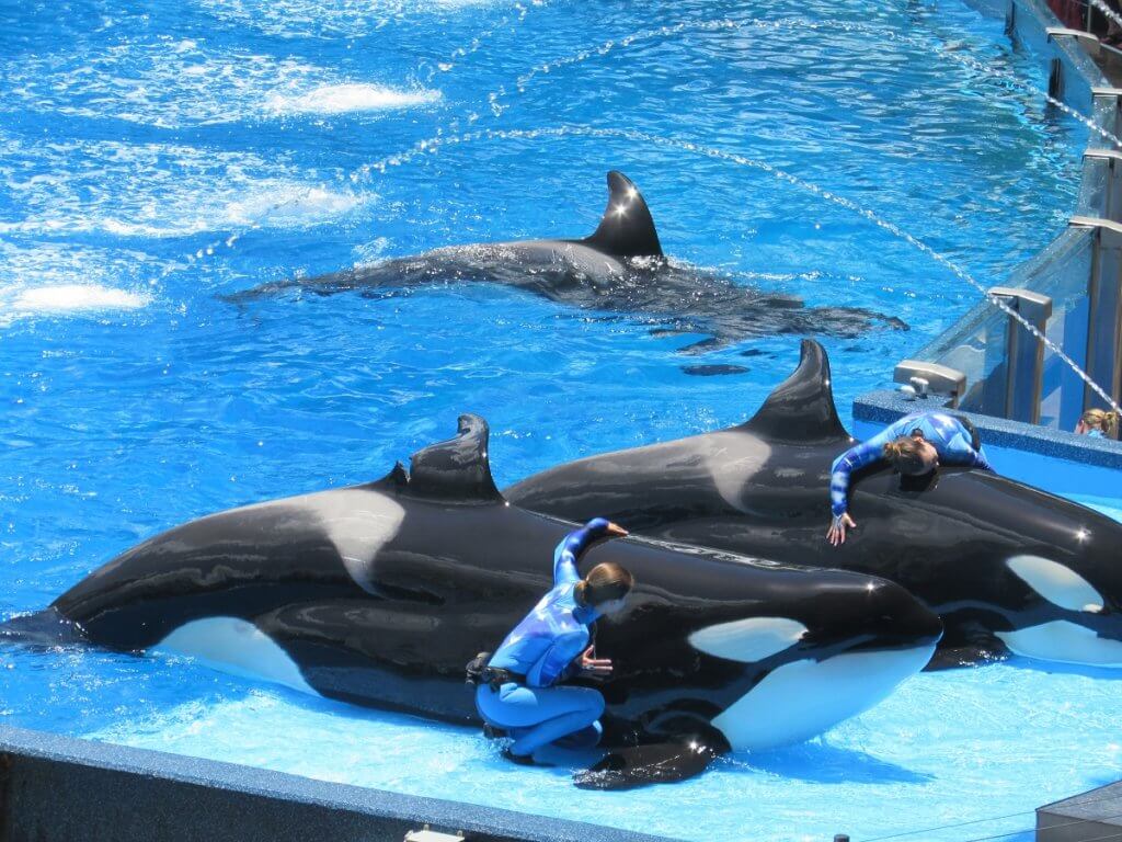 Two orca whales, including Katina, in the water.
