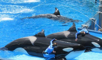 three orca whales at SeaWorld, one has a visibly split dorsal fin