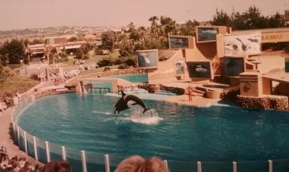 An old photo of an orca in a SeaWorld show