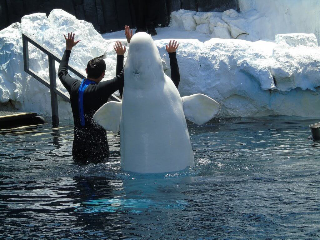 A magnificent white whale attracts visitors with its mesmerizing presence, captivating them to take unforgettable selfies at the zoo.