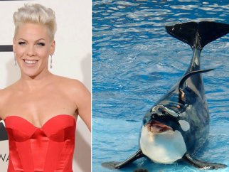 Pink speaks up for orcas trapped at SeaWorld