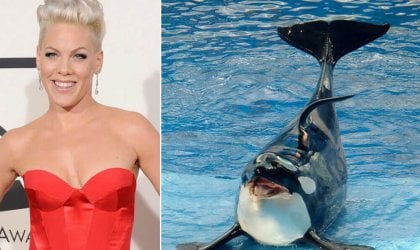 A woman in a red dress next to an orca.