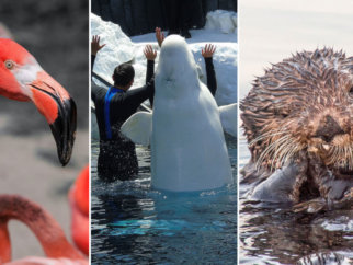 A collage of pictures of a flamingo, a beluga, and an otter
