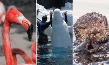 A collage of pictures of a flamingo, otters, and a polar bear.