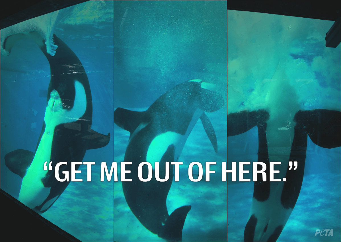 Is SeaWorld Bad? Check out these shocking animal abuse facts