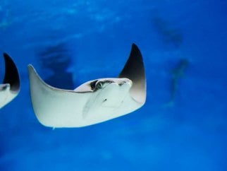 stock image of sting rays in blue water