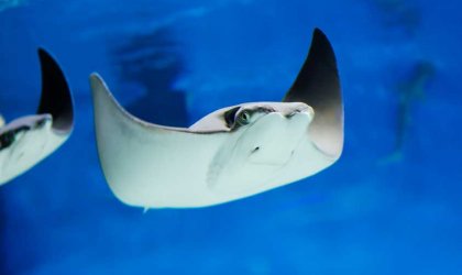 stock image of sting rays in blue water