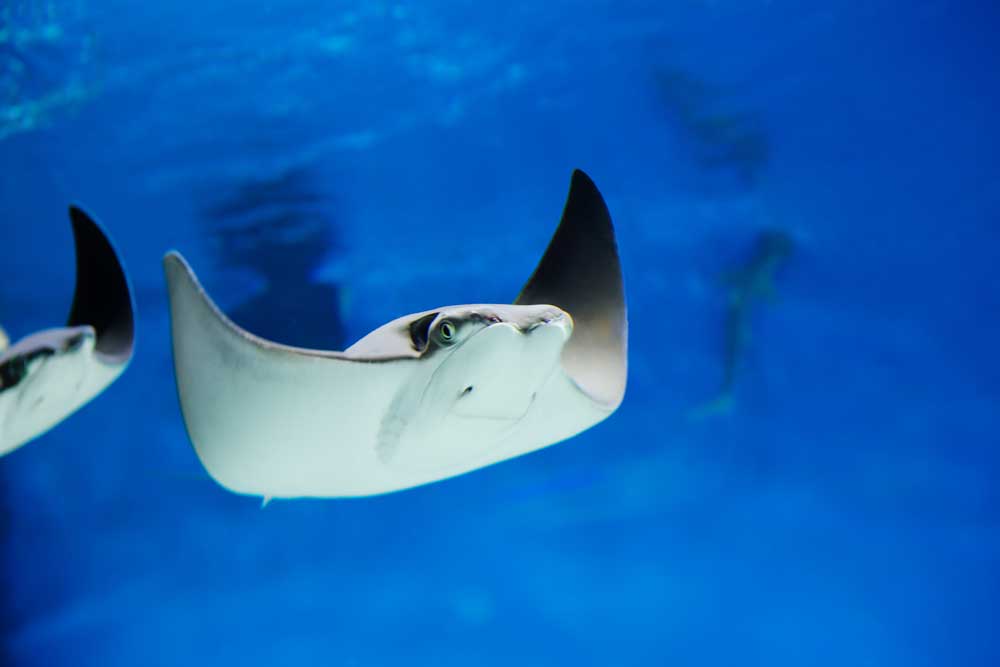 CoverUp of SeaWorld Stingray Deaths Prompts Lawsuit