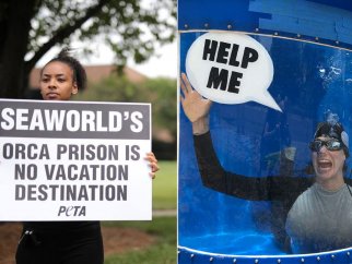 On #boycottseaworldday, a woman holds a sign that reads, "SeaWorld's orca prison is no vacation destination."