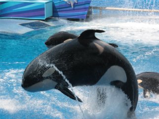 A group of orca whales jumping out of the water at SeaWorld