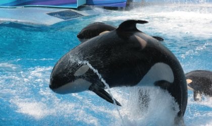 A group of orca whales jumping out of the water at SeaWorld